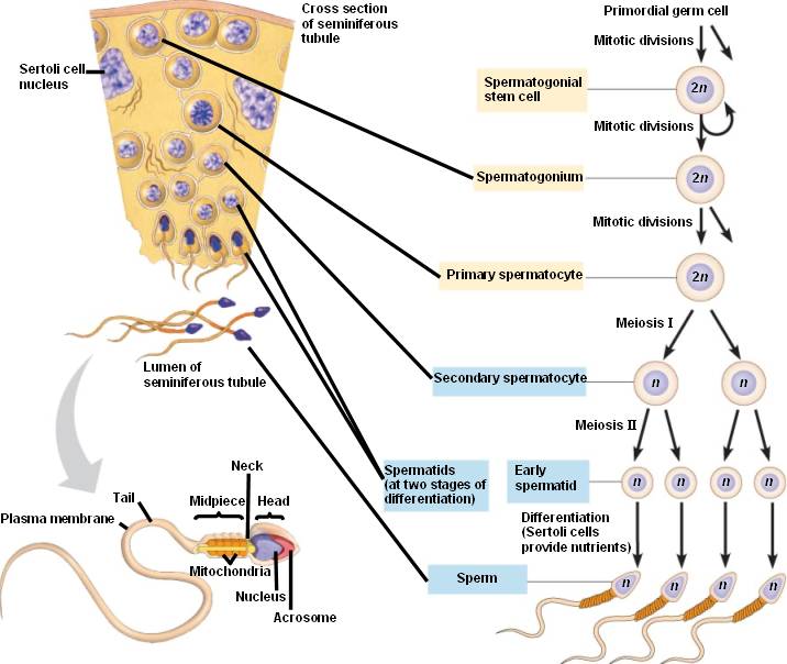Detail Gambar Oogenesis Dan Spermatogenesis Nomer 30