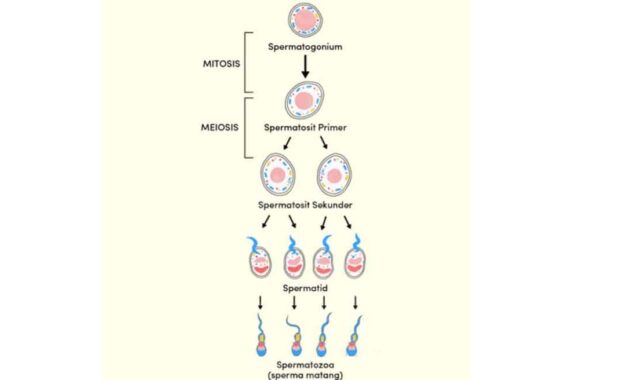 Detail Gambar Oogenesis Dan Spermatogenesis Nomer 31