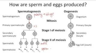 Detail Gambar Oogenesis Dan Spermatogenesis Nomer 5