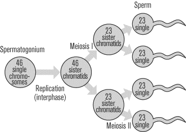 Detail Gambar Oogenesis Dan Spermatogenesis Nomer 33