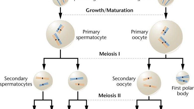 Detail Gambar Oogenesis Dan Spermatogenesis Nomer 38