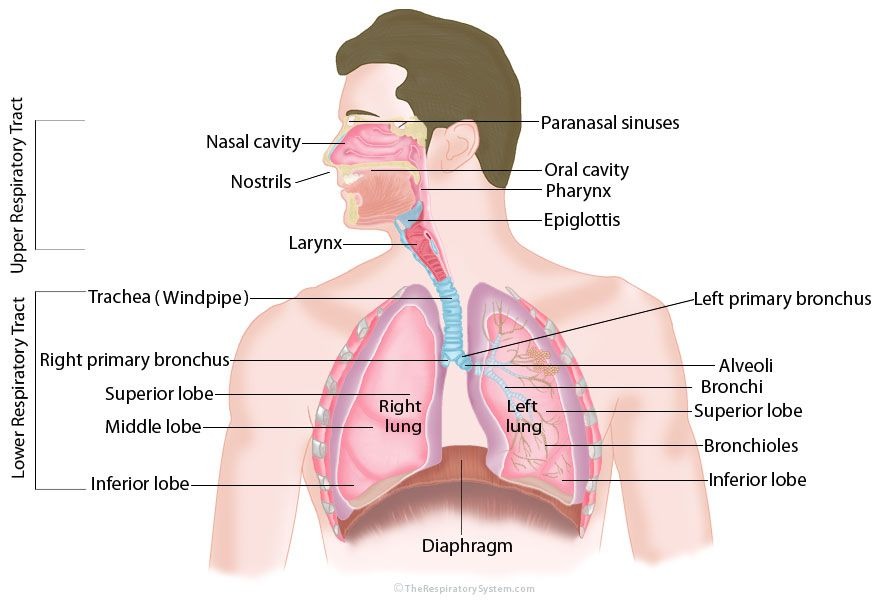 Detail Gambar Orang Bernapas Nomer 43