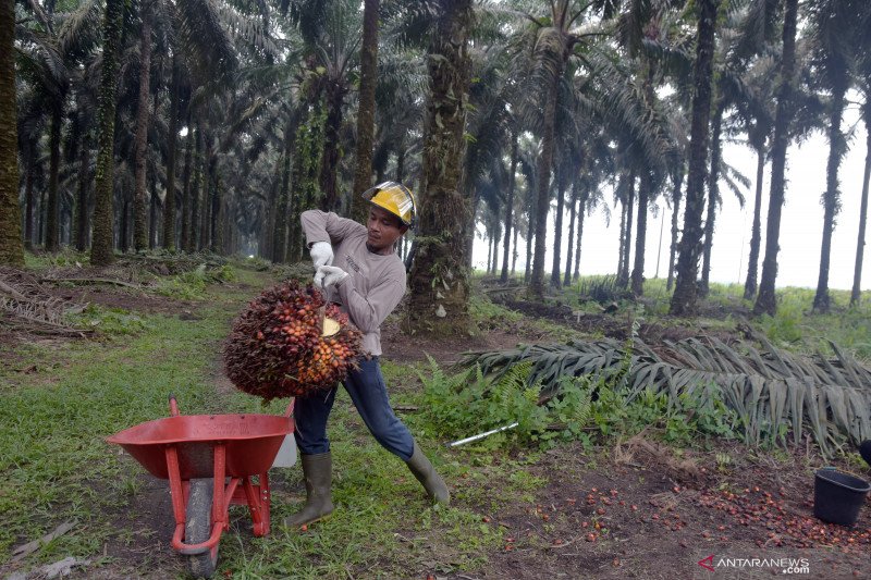 Detail Gambar Orang Lagi Panen Sawit Nomer 11