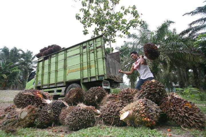 Detail Gambar Orang Lagi Panen Sawit Nomer 14