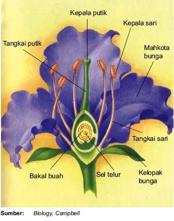 Detail Gambar Organ Bunga Dan Fungsinya Nomer 11