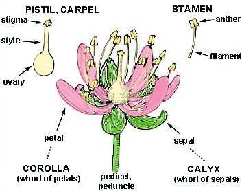 Detail Gambar Organ Bunga Dan Fungsinya Nomer 26