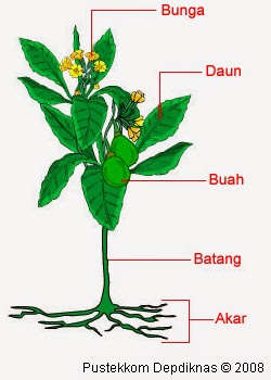 Detail Gambar Organ Bunga Dan Fungsinya Nomer 45