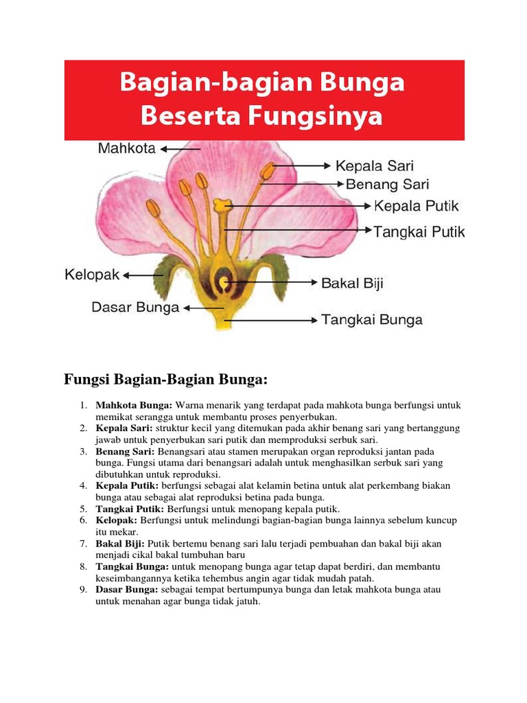 Detail Gambar Organ Bunga Dan Fungsinya Nomer 8