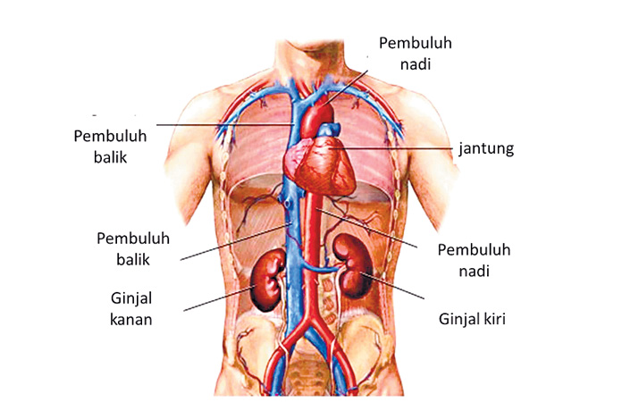 Detail Gambar Organ Dalam Tubuh Manusia Nomer 13