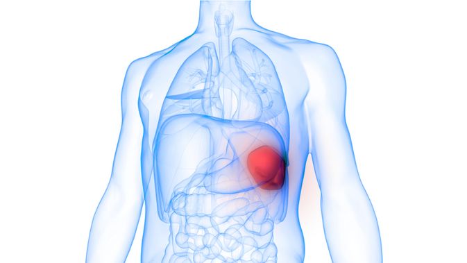 Detail Gambar Organ Dalam Tubuh Manusia Nomer 25