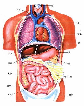 Detail Gambar Organ Dalam Tubuh Manusia Nomer 31