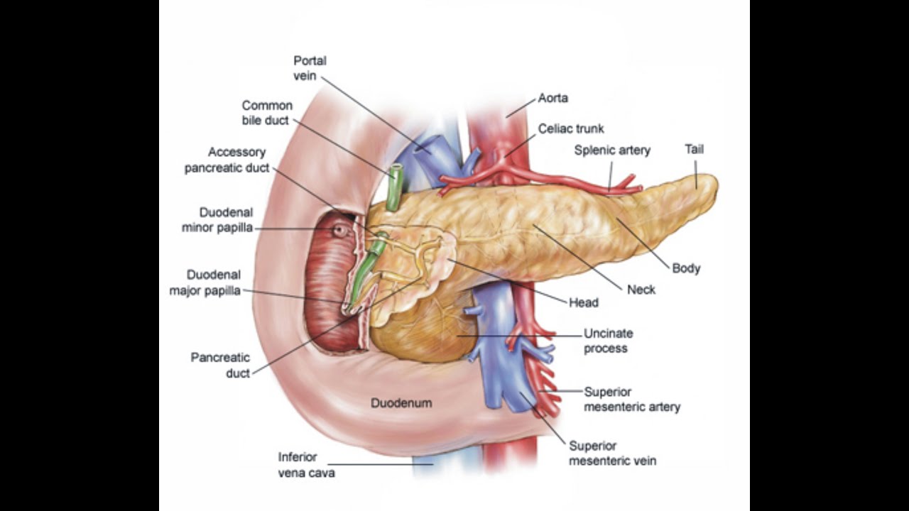 Detail Gambar Organ Dalam Tubuh Manusia Nomer 38