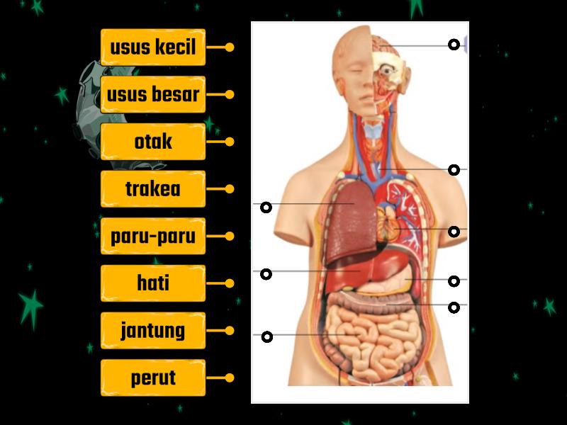 Detail Gambar Organ Dalam Tubuh Manusia Nomer 42