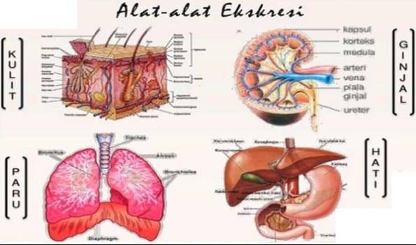 Gambar Organ Ekskresi Pada Manusia - KibrisPDR