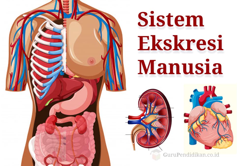 Detail Gambar Organ Ekskresi Pada Manusia Nomer 10