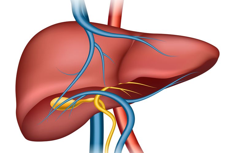 Detail Gambar Organ Ekskresi Pada Manusia Nomer 11