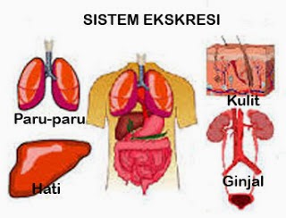 Detail Gambar Organ Ekskresi Pada Manusia Nomer 25