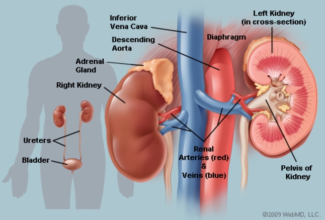 Detail Gambar Organ Ekskresi Pada Manusia Nomer 27