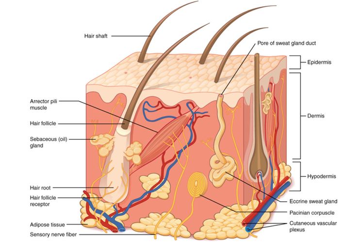 Detail Gambar Organ Ekskresi Pada Manusia Nomer 33