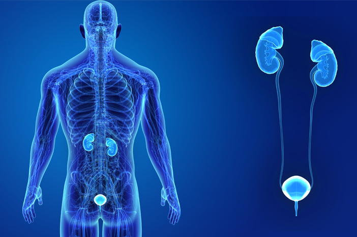 Detail Gambar Organ Ekskresi Pada Manusia Nomer 34