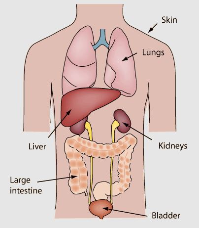 Detail Gambar Organ Ekskresi Pada Manusia Nomer 5