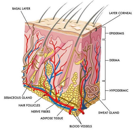 Detail Gambar Organ Ekskresi Pada Manusia Nomer 48
