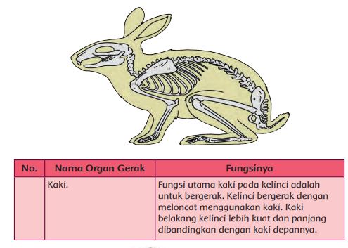 Detail Gambar Organ Gerak Hewan Dan Manusia Nomer 44