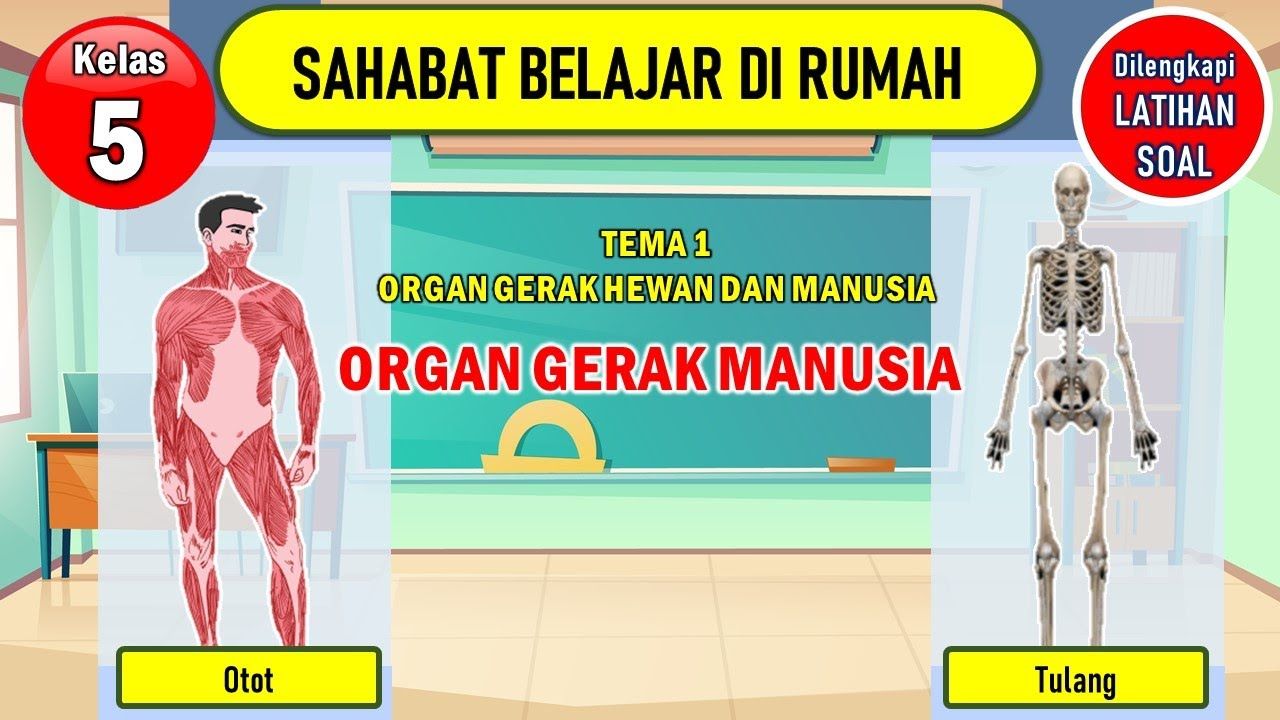 Detail Gambar Organ Gerak Hewan Dan Manusia Nomer 50