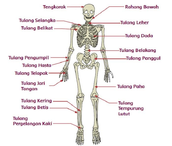 Detail Gambar Organ Gerak Hewan Dan Manusia Nomer 7