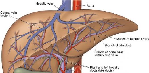 Detail Gambar Organ Hati Manusia Nomer 22
