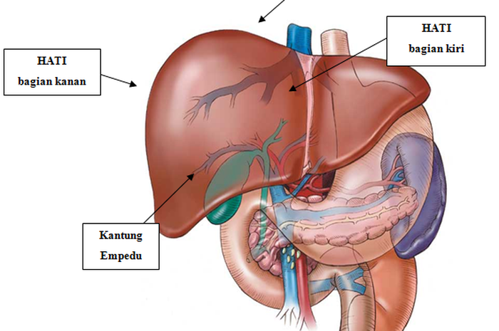 Detail Gambar Organ Hati Manusia Nomer 23