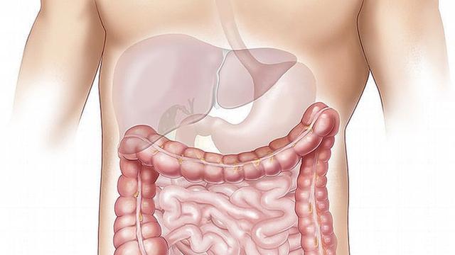 Detail Gambar Organ Hati Manusia Nomer 31