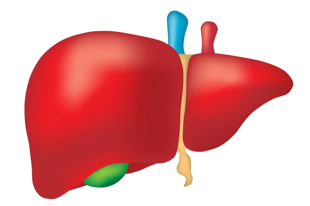 Detail Gambar Organ Hati Manusia Nomer 32