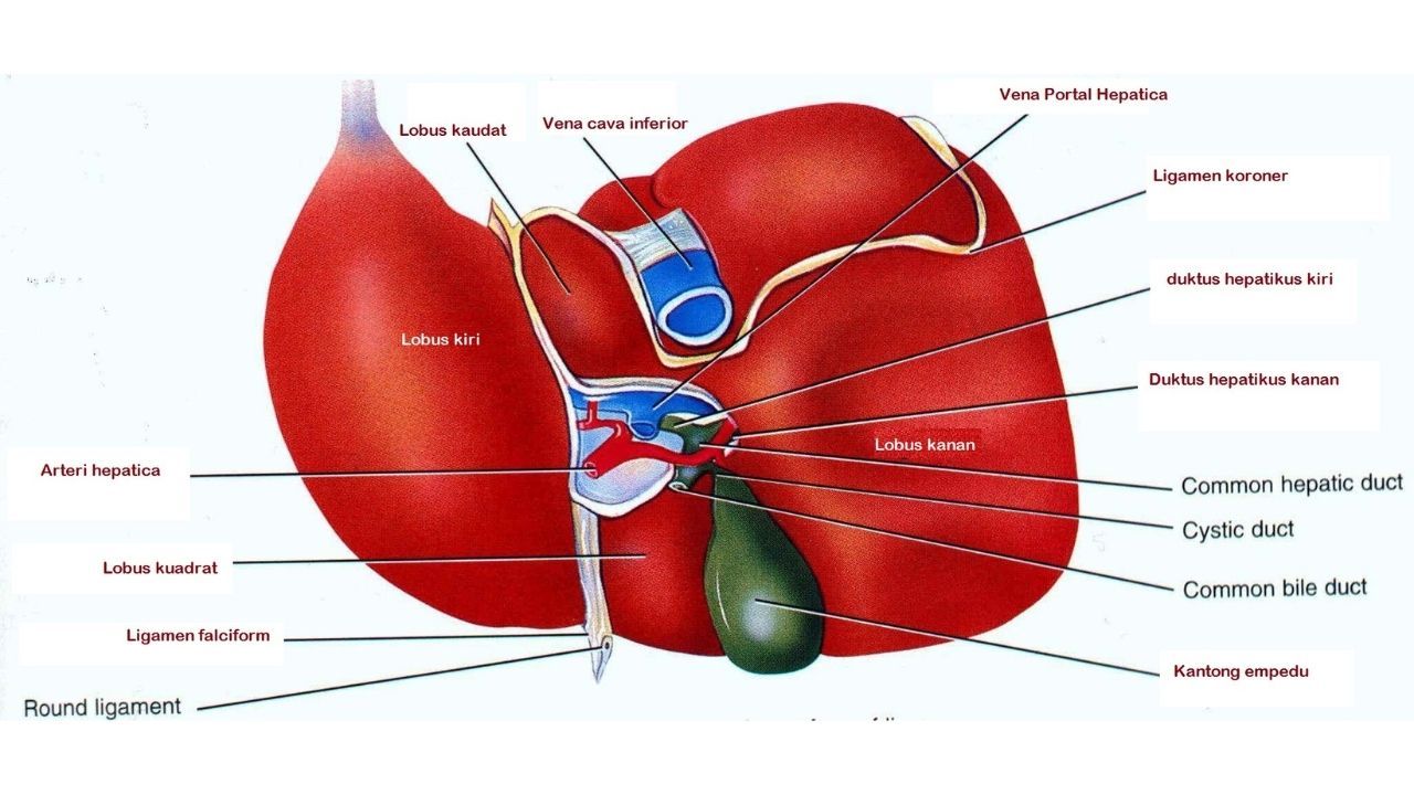 Detail Gambar Organ Hati Manusia Nomer 34