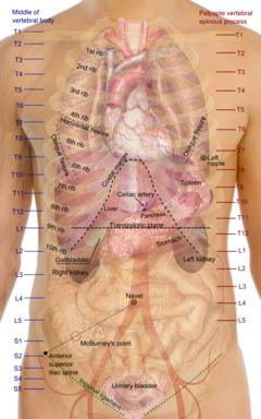 Detail Gambar Organ Hati Manusia Nomer 45