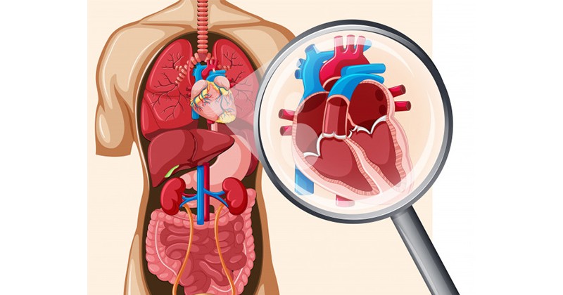 Detail Gambar Organ Jantung Dan Fungsinya Nomer 16