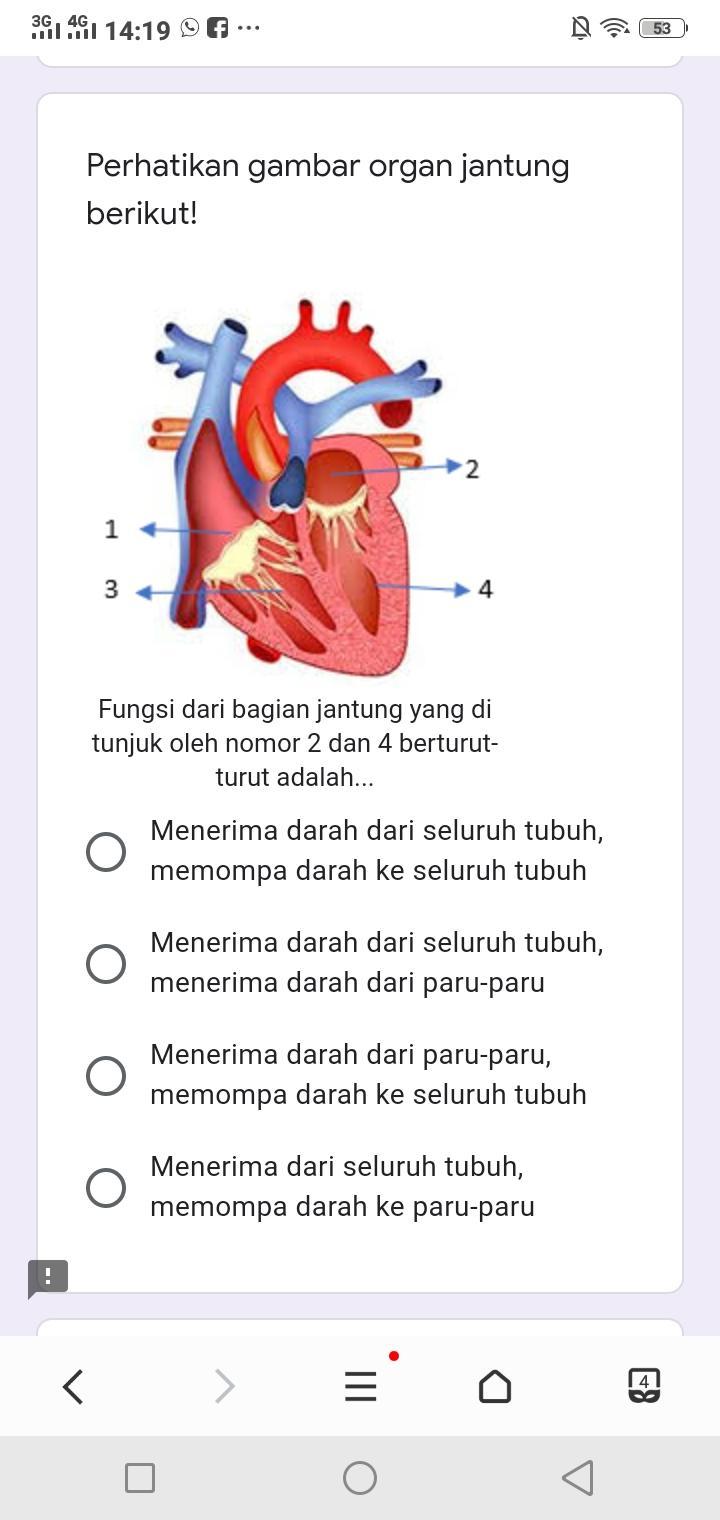 Detail Gambar Organ Jantung Dan Fungsinya Nomer 21