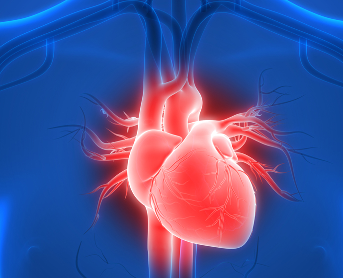 Detail Gambar Organ Jantung Dan Fungsinya Nomer 26