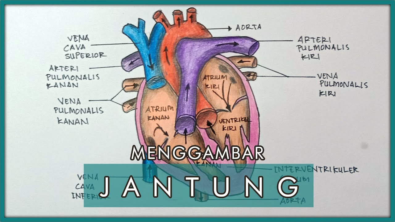 Detail Gambar Organ Jantung Dan Fungsinya Nomer 29