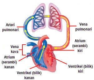 Detail Gambar Organ Jantung Dan Fungsinya Nomer 33