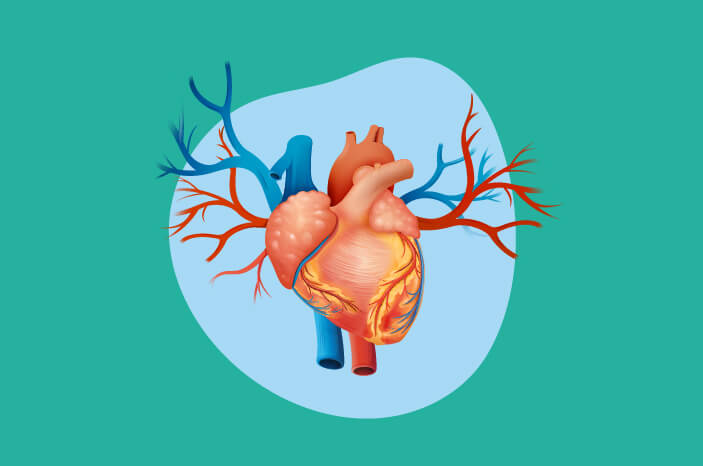 Detail Gambar Organ Jantung Manusia Nomer 16