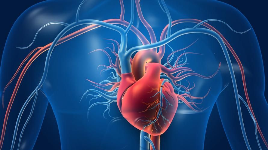 Detail Gambar Organ Jantung Manusia Nomer 19