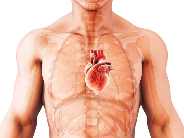 Detail Gambar Organ Jantung Manusia Nomer 22