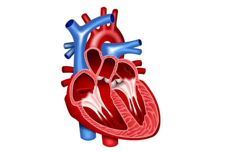 Detail Gambar Organ Jantung Manusia Nomer 2