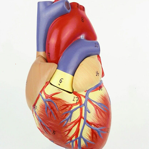 Detail Gambar Organ Jantung Manusia Nomer 31