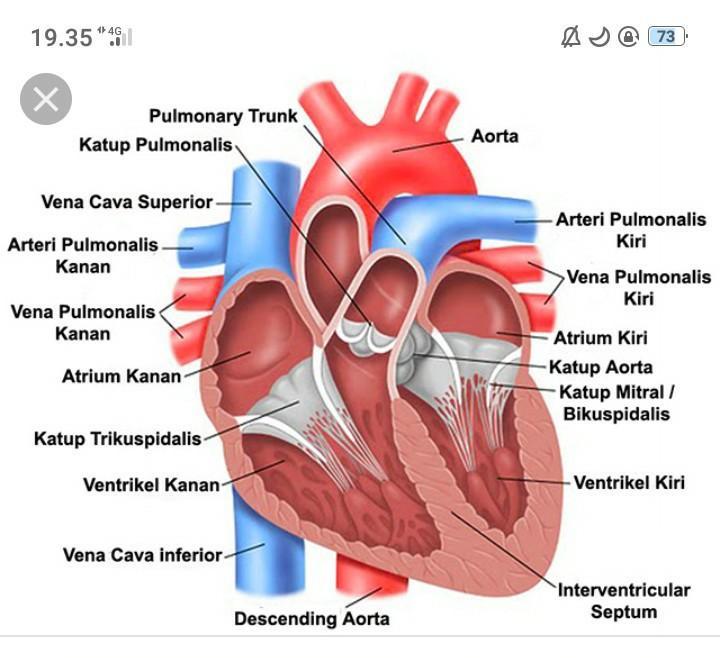 Detail Gambar Organ Jantung Manusia Nomer 41