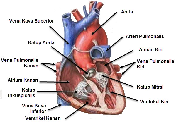 Detail Gambar Organ Jantung Manusia Nomer 48