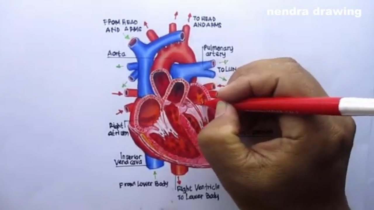 Detail Gambar Organ Jantung Manusia Nomer 53