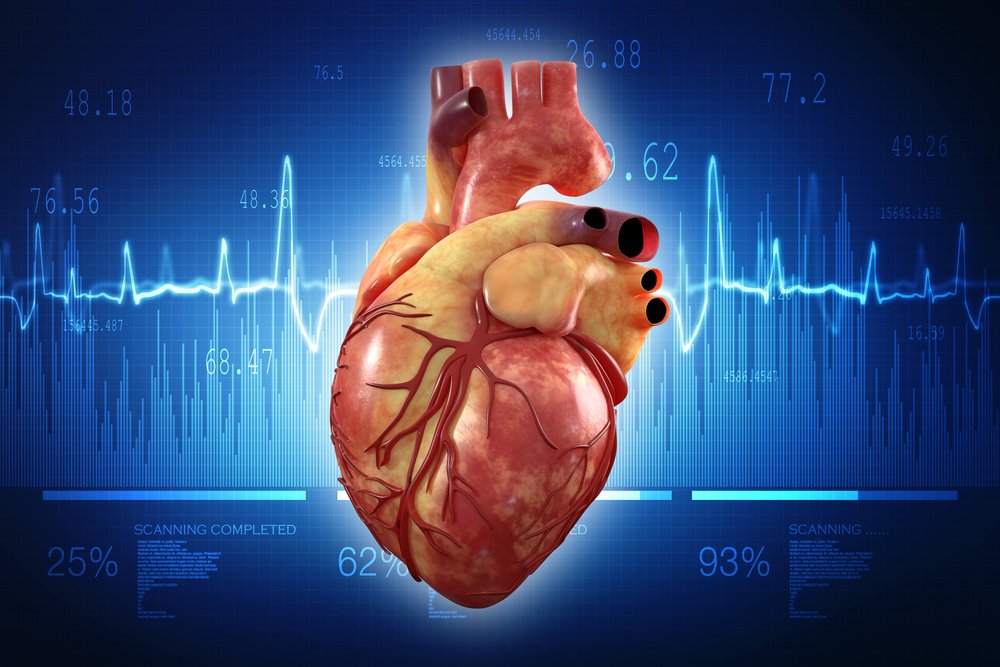 Detail Gambar Organ Jantung Manusia Nomer 7