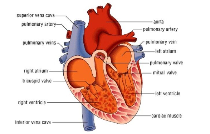 Detail Gambar Organ Jantung Manusia Dan Fungsinya Nomer 23